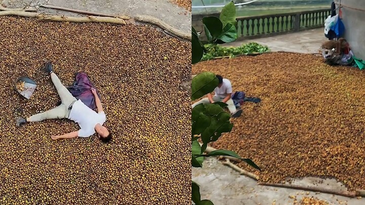 Người đàn ông đối mặt với hơn bốn nghìn cân hạt trà, ngồi bóc liên tục nửa tháng đến mức suy sụp tin