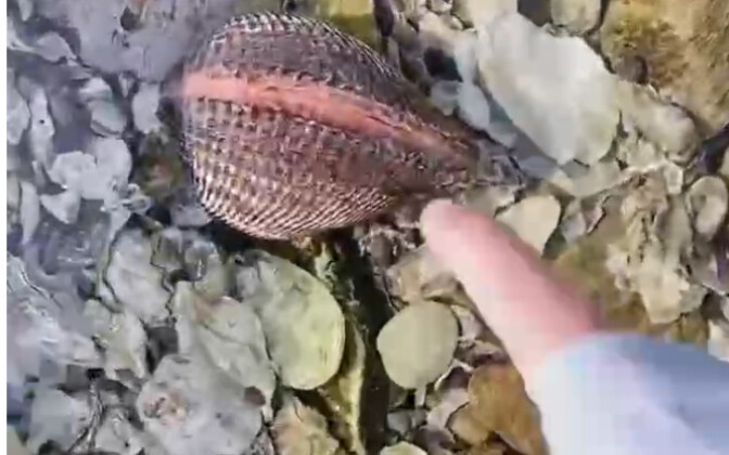 อันนี้เรียกว่า จีเป่ย