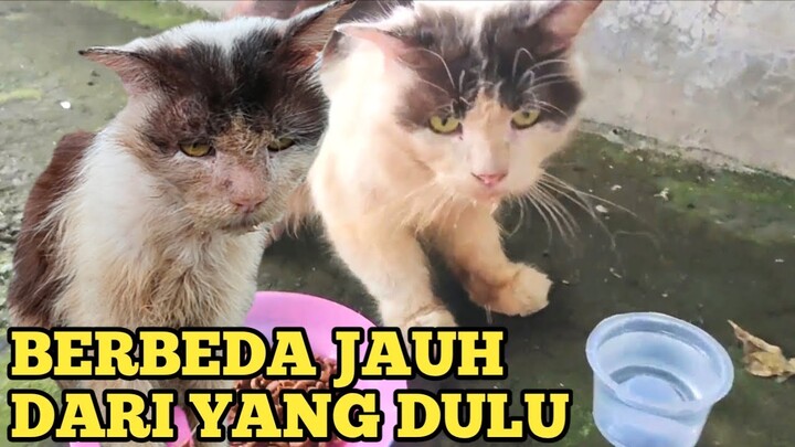 LAMA GAK KETEMU KUCING PERSIA TUA DAN SAKIT YANG DULU DI BUANG,SEPERTI APA DIA SEKARANG?