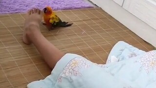 我也想养一只这样的鹦鹉，不为别的，就是爱听他笑