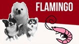 Flamingo but it's Doggos and Gabe