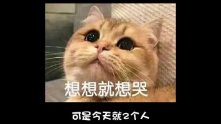 Bạn gái tôi khóc rất buồn nhưng thực sự rất buồn cười