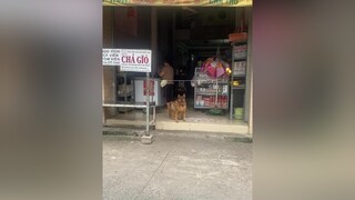 Sao mà thấy thương quá chó_cưng