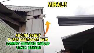 VIRALL! Kucing Gabut Ini Punya Kebiasaan Unik, Selalu Melompati Atap Masjid 5 Kali Sehari!