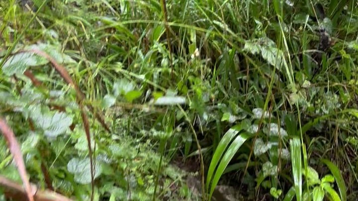 The garbage mountain in Xiangshuidong, Qianxi, feels like climbing Mount Everest. The top is full of