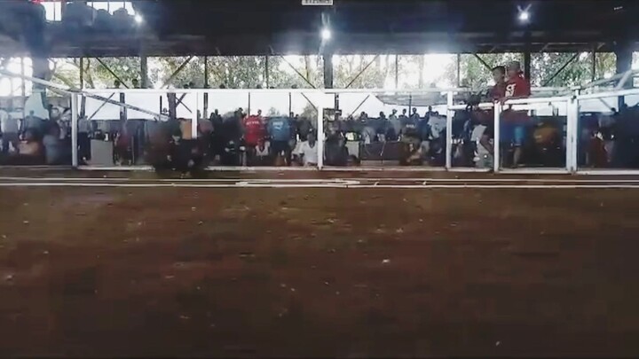 pure my banahaw dhl lemon win