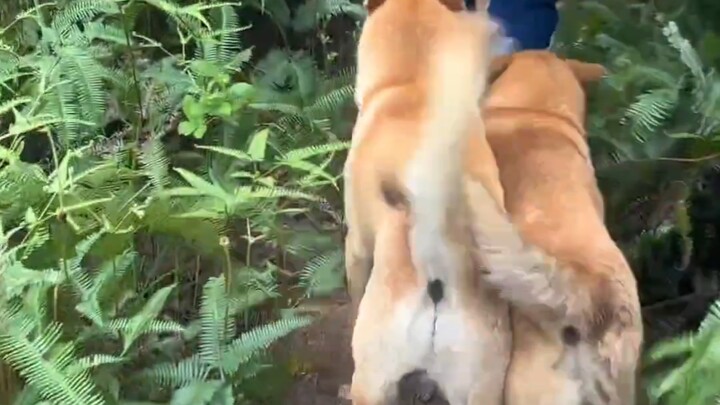 Visiting the mountain—how could we leave out Big Yellow!