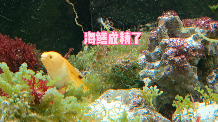 The moray eel has turned into a spirit—just call it for dinner and it’ll come running.