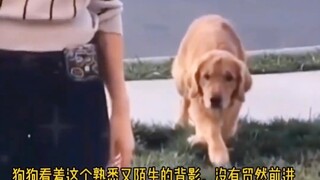 The way the dog reacts upon seeing its owner after many years apart is truly touching.