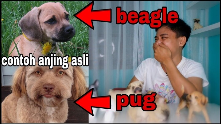 jangan salah paham !!! Cara membedakan anjing asli dan campuran alias anjing mix !