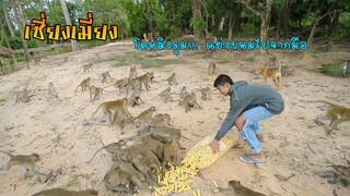 เซี่ยงเมี่ยงโดนลิงรุม!!! แย่งขนมไปจากมือ | VLOG 01