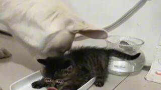 Kitten Rice Bowl