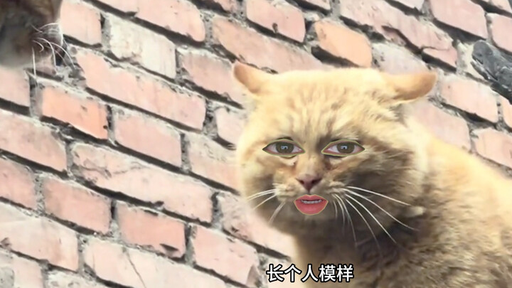 Cat: Grandma's here?