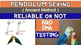 Pendulum Sexing, Reliable or NOT | +  Giveaway Raffle birds