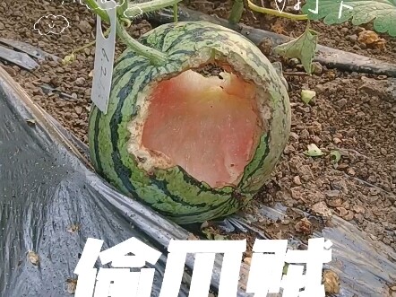 Kẻ trộm dưa không lãng phí.