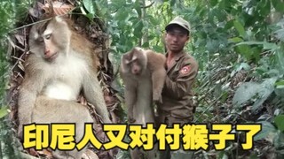 Indonesians deal with monkeys by turning them into dried monkey meat at the slightest disagreement.