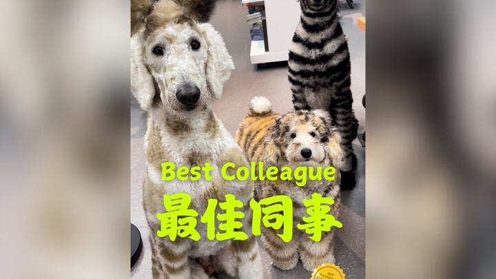 أفضل زميل عمل لهذا العام