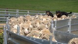 Different kinds of shepherd dogs