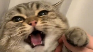 "Cat: Ahhhh, I'm not clean anymore!!"