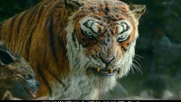 The aging wolf king, having failed to hunt, had his throne seized by a tiger, and even his own pack 
