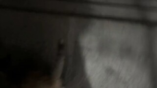 Hari ini, kucing liar yang terlambat pertama kali masuk ke dalam rumah