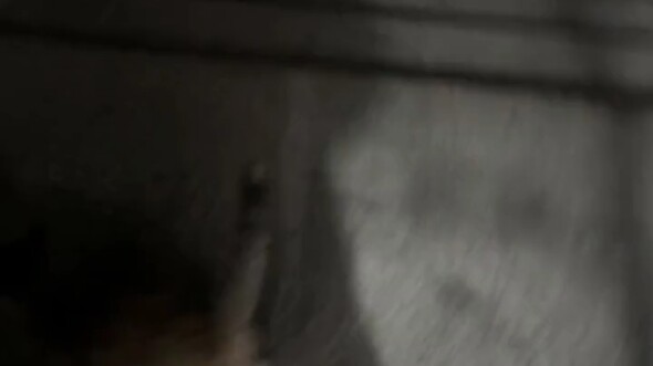 Today, the stray cat who was late made its first official appearance.