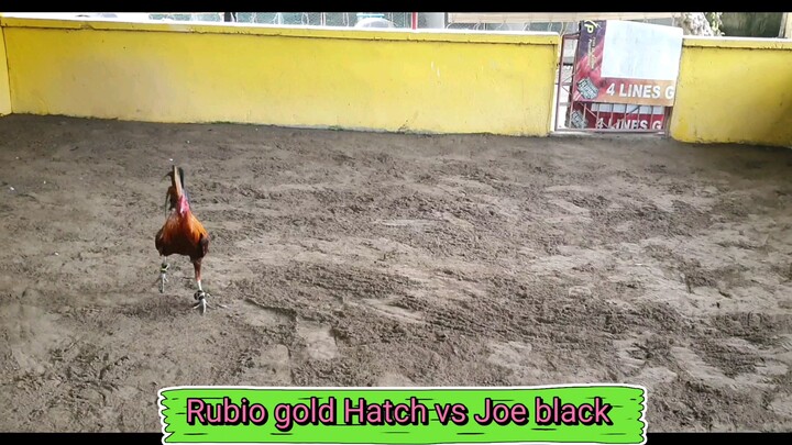 Pure Power Rubio Gold Hatch vs Joe Black henny...