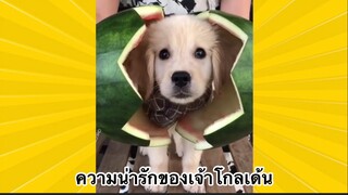 สัตว์เลี้ยงเพื่อนขนปุย : ความน่ารักของเจ้าโกลเด้น