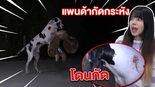 แพนด้ากัดกับกระหัง บาดเจ็บทั้งคู่