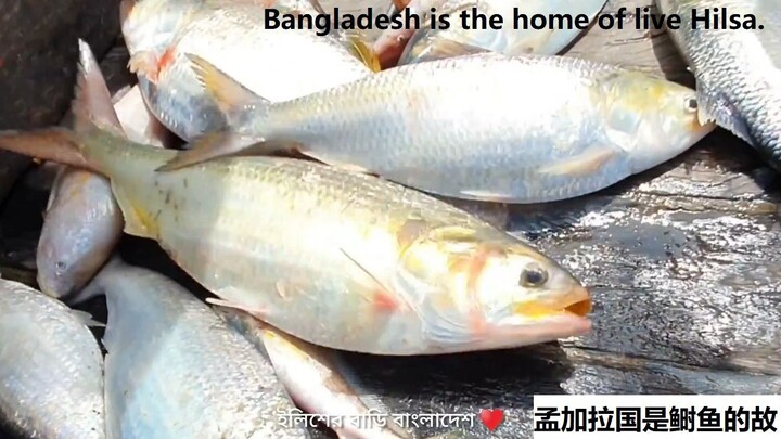 Bangladesh is the home of live Hilsa. 孟加拉国是鲥鱼的故乡。