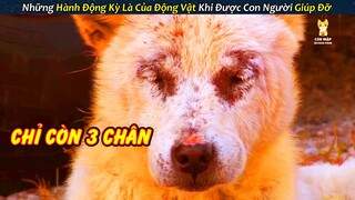 Giải Cứu Chú Chó Tội Nghiệp 4 Năm Sống Chung Với Vết Thương Ở Chân Không Chịu Lành