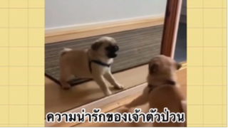 เพื่อนตัวน้อย สัตว์เลี้ยงแสนซน : ความน่ารักของเจ้าตัวป่วน