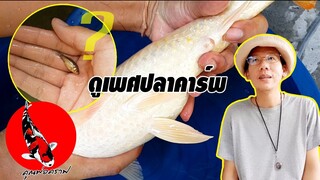 วิธีดูเพศปลาคาร์ฟ เลือกซื้อปลาให้ได้ตัวเมีย l คุณพ่อคราฟ EP.12