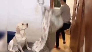 Khi các Boss tấu hài cùng Sen P.66