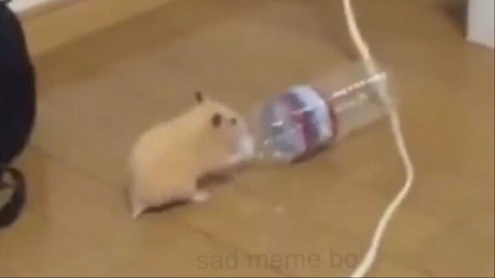 Hamster Disco Night