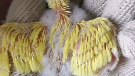 Khách hàng: Xin chào, cho hỏi cái trâm của tôi đã làm xong chưa?   Chuyên gia làm trâm: Nhà cung cấp