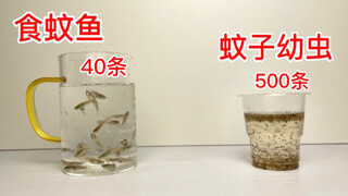 当500条蚊子幼虫遇上40条食蚊鱼，这可怕的血脉压制