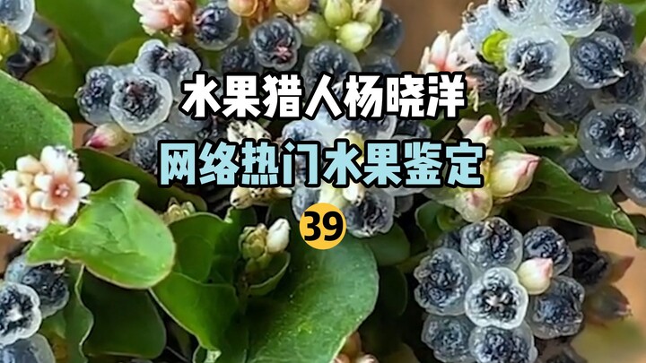 【صياد الفواكه】 تحديد هوية الفواكه الشائعة على الإنترنت 39