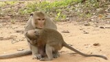 Giant Monkey Training Adult Monkey For Strong Fight, Giant Monkey Really Love Baby