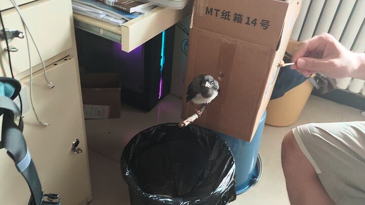 Humans learn bird calls and successfully match them with feeding.
