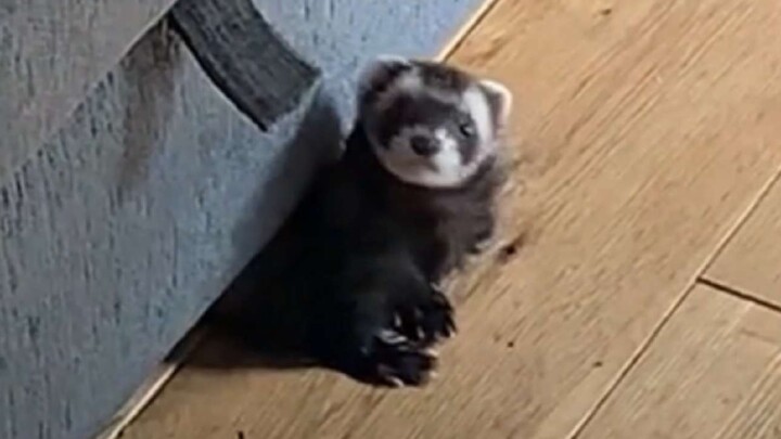 The young man was about to buy a little mink as a birthday gift for his girlfriend, but accidentally