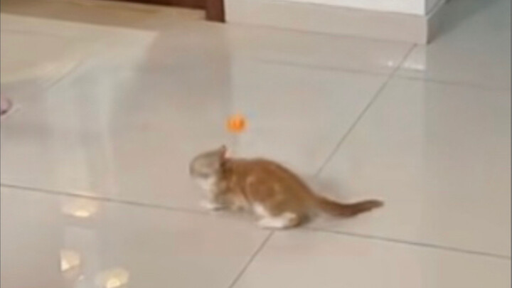 Đánh cho mèo con tơi bời