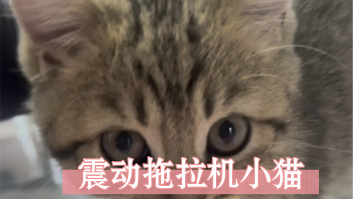 Turn up the volume and listen to the tractor shaking the kitten in the back.