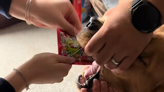 What if a dog tries popping candy for the first time... it'll...