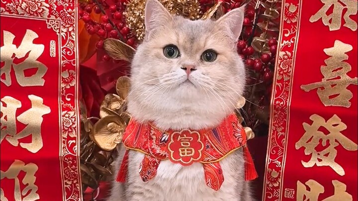 Zhaocai sends heartfelt blessings to everyone in the new year~