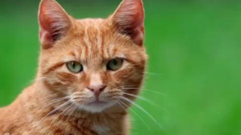 Meowwww