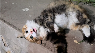 The stray cat coaxed the whole family into turning upside down😙