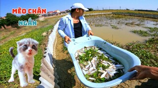 Hót Trọn Ổ Cá Mè Ranh Thả Xuống Ao Cua & Câu Chuyện Buồn Về Bé Mèo Chân Ngắn / Quế Nghịch