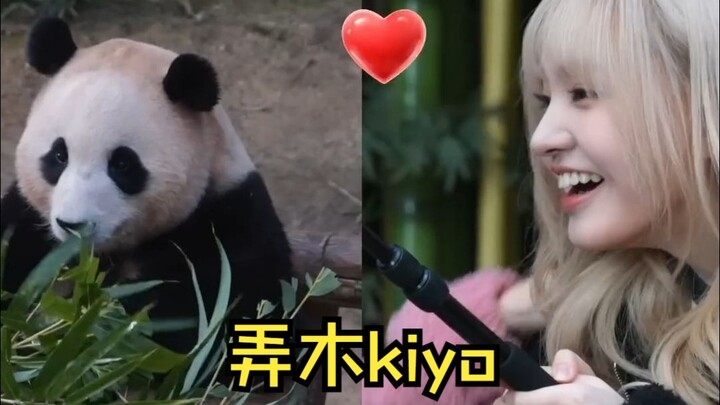 REI: Fubao-lah yang benar-benar nomor satu di Korea!