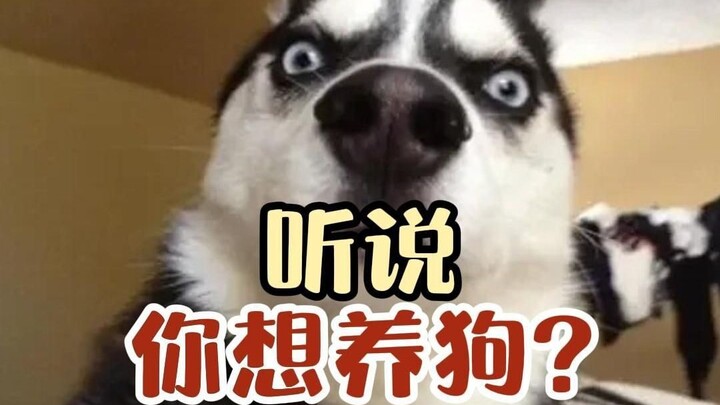 Kudengar kamu ingin memelihara anjing? Tonton dulu baru ambil keputusan